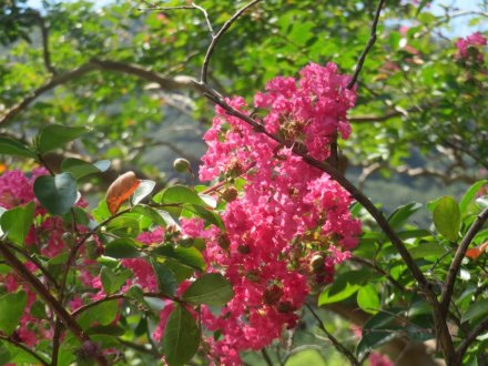 ハスの様子と見ごろの花（2024.8.7）