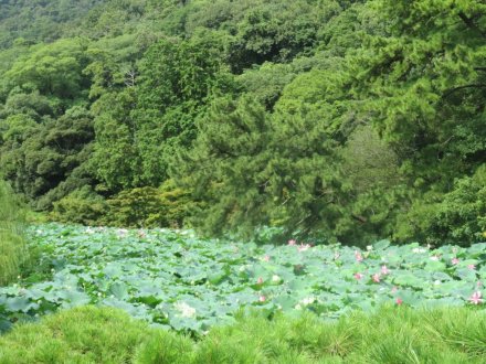 ハスの様子と見ごろの花々（2024.8.21）