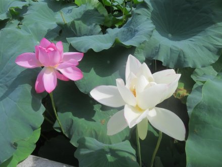ハスの様子と見ごろの花々（2024.8.21）