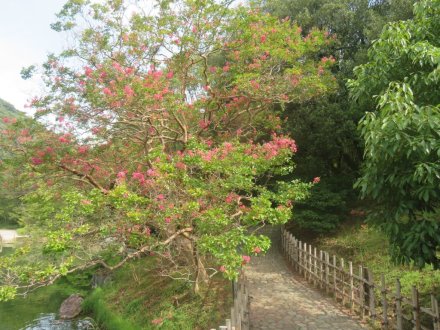 ハスの様子と見ごろの花々（2024.8.21）