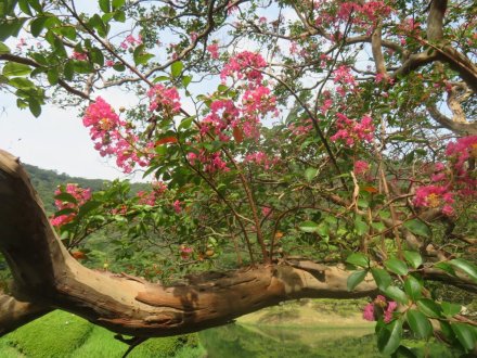 ハスの様子と見ごろの花々（2024.8.21）