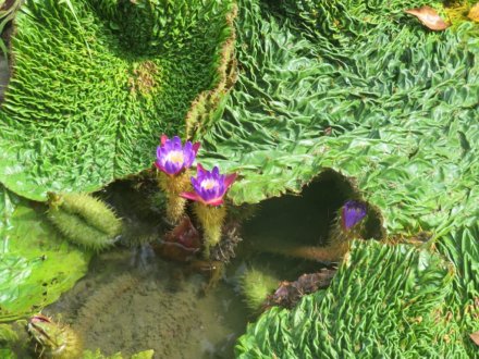 ハスの様子と見ごろの花々（2024.8.21）