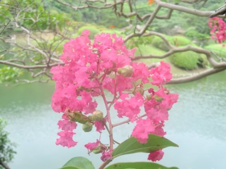見ごろの花々（2024.8.30）