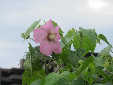 見ごろの花々（2024.8.30）