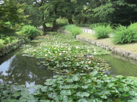見ごろの花々（2024.8.30）