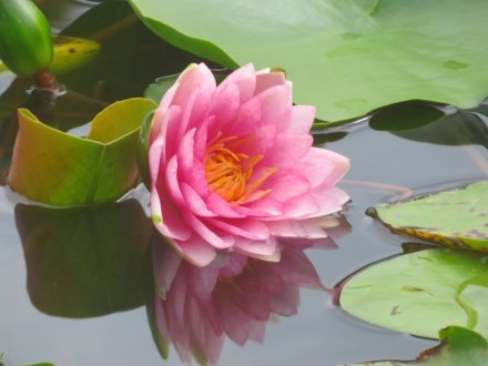見ごろの花々（2024.8.30）
