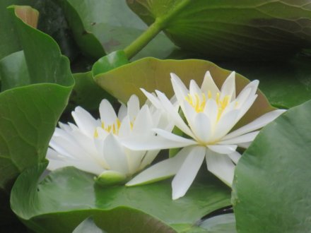見ごろの花々（2024.8.30）