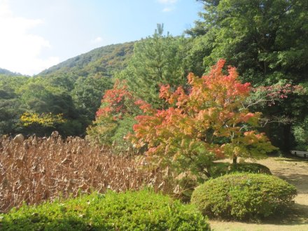 紅葉と見ごろの花々（2024.11.20）