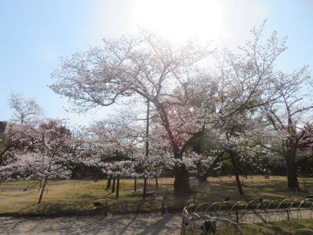 桜の様子（2025.4.4）