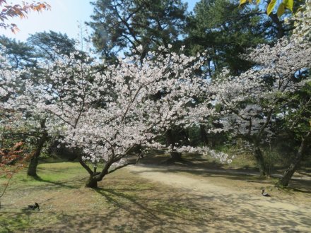 桜の様子（2025.4.4）
