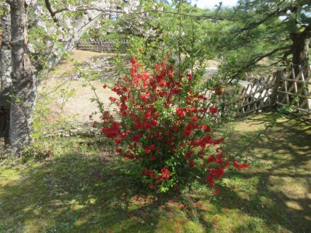 桜の様子（2025.4.4）