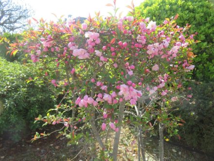 桜の様子（2025.4.4）
