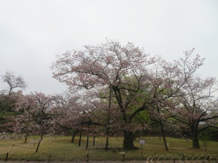 桜の様子と見ごろの花々（2025.4.11）
