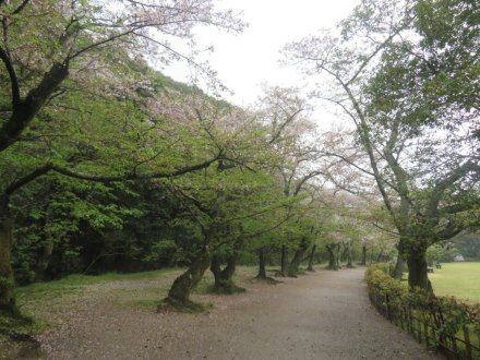 桜の様子と見ごろの花々（2025.4.11）