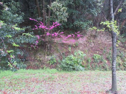 桜の様子と見ごろの花々（2025.4.11）