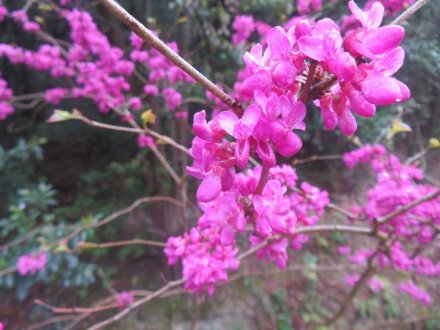 桜の様子と見ごろの花々（2025.4.11）