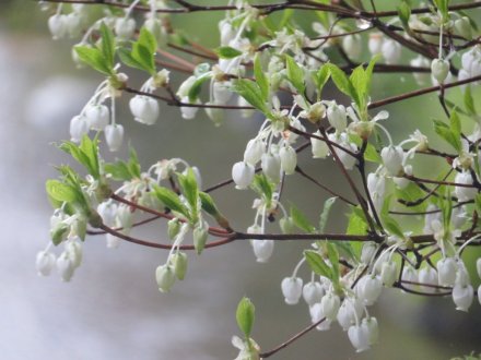 桜の様子と見ごろの花々（2025.4.11）
