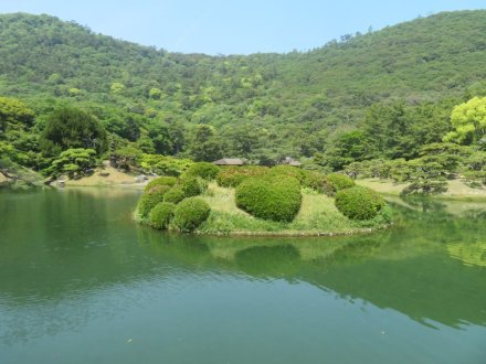 サツキツツジの様子と見ごろの花々(2025.5.14)