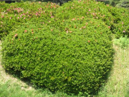 サツキツツジの様子と見ごろの花々(2025.5.14)