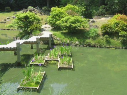 サツキツツジの様子と見ごろの花々(2025.5.14)