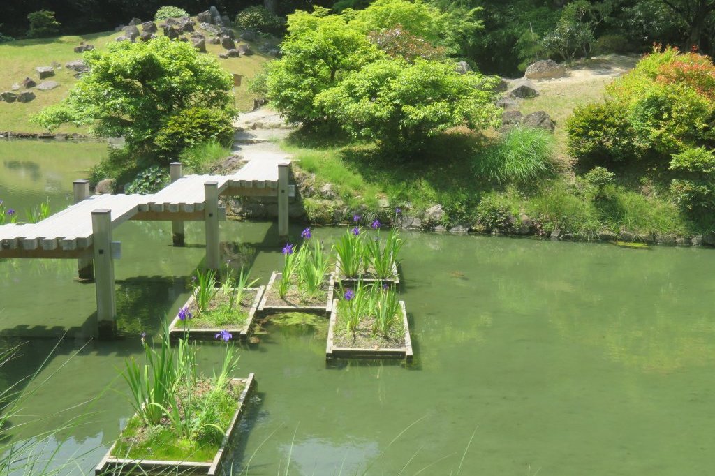 サツキツツジの様子と見ごろの花々（2025.5.14）