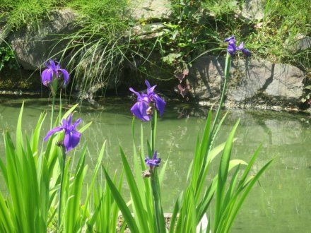 サツキツツジの様子と見ごろの花々(2025.5.14)