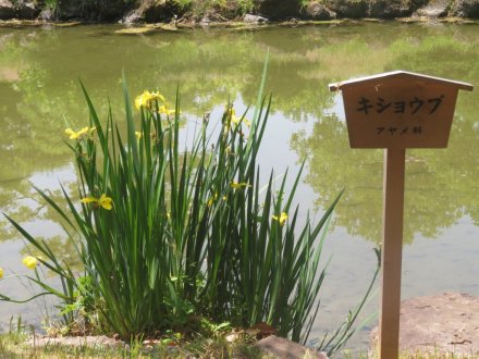 サツキツツジの様子と見ごろの花々(2025.5.14)