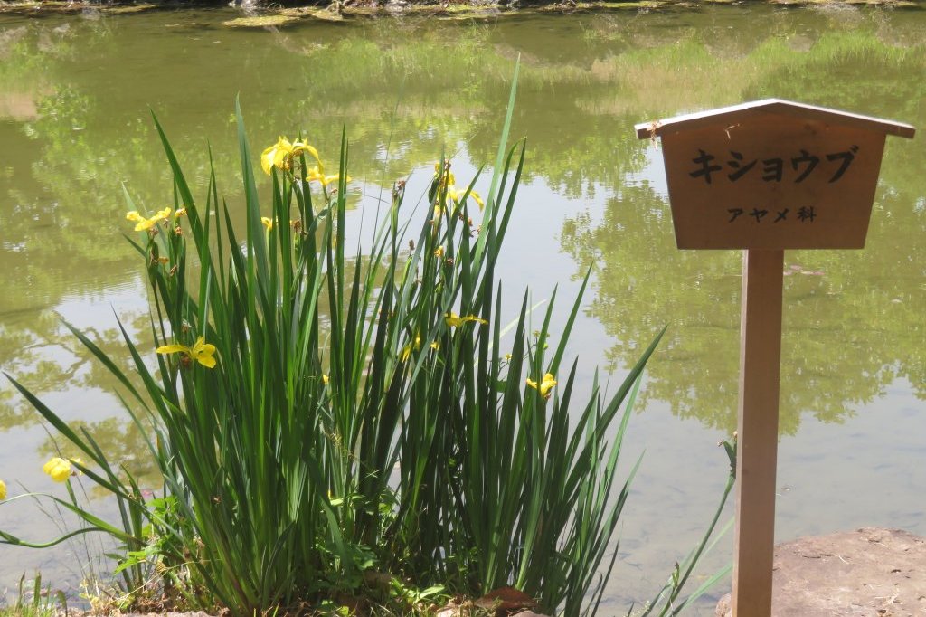 サツキツツジの様子と見ごろの花々（2025.5.14）