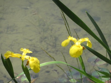 サツキツツジの様子と見ごろの花々(2025.5.14)