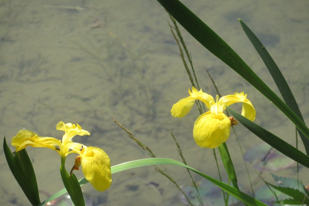 サツキツツジの様子と見ごろの花々（2025.5.14）