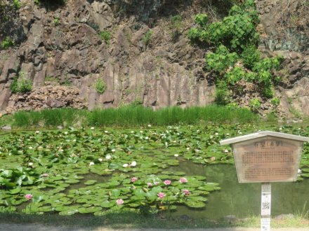 サツキツツジの様子と見ごろの花々(2025.5.14)