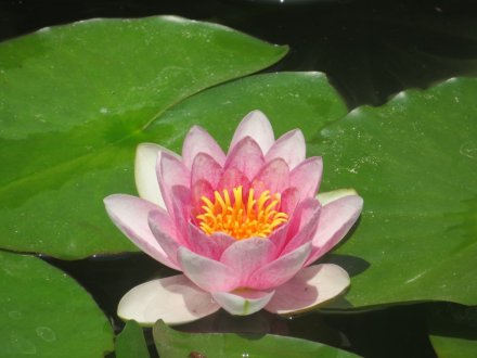 サツキツツジの様子と見ごろの花々(2025.5.14)