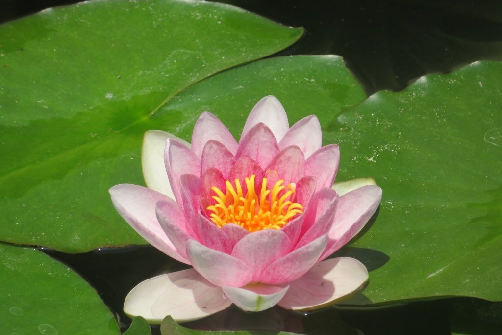 サツキツツジの様子と見ごろの花々（2025.5.14）