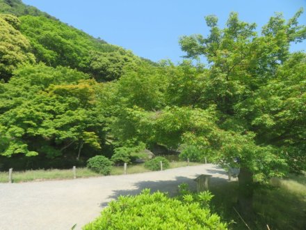 サツキツツジの様子と見ごろの花々(2025.5.14)