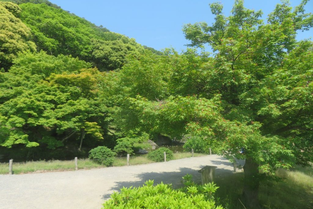サツキツツジの様子と見ごろの花々（2025.5.14）