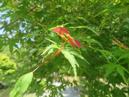 サツキツツジの様子と見ごろの花々(2025.5.14)