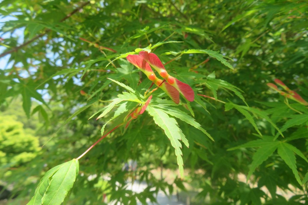 サツキツツジの様子と見ごろの花々（2025.5.14）