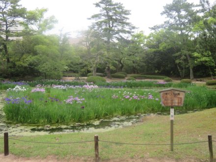 ハナショウブと見ごろの花々（2025.5.29）