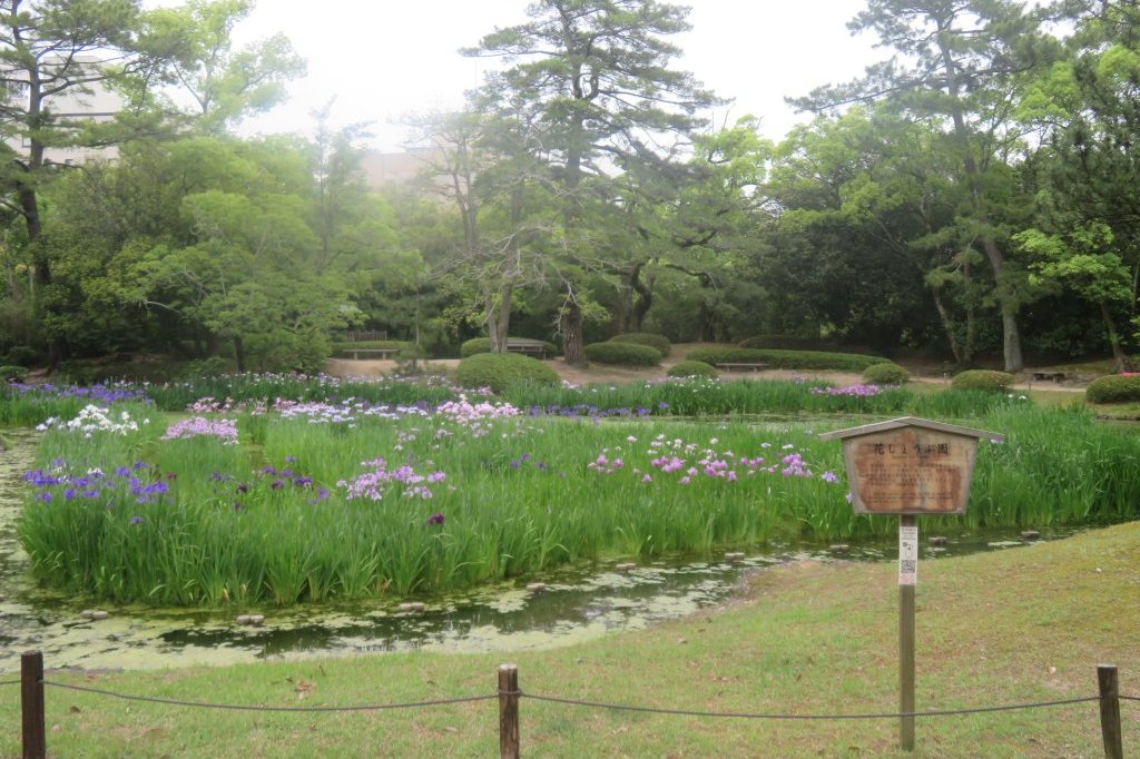 ハナショウブと見ごろの花々（2025.5.29）