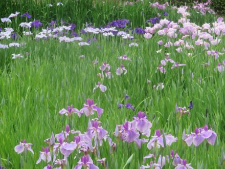 ハナショウブと見ごろの花々（2025.5.29）