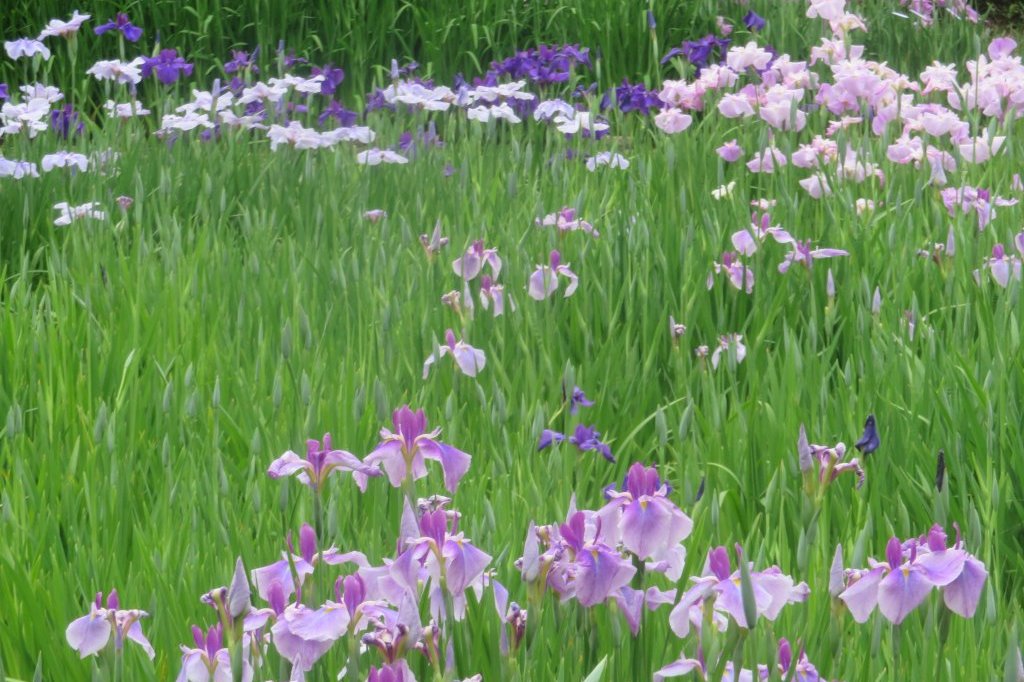 ハナショウブと見ごろの花々（2025.5.29）