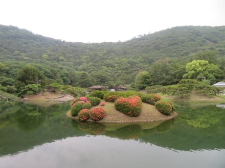 ハナショウブと見ごろの花々（2025.5.29）