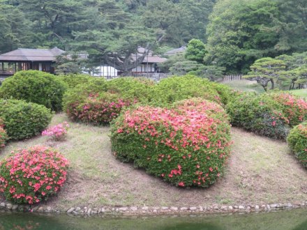 ハナショウブと見ごろの花々（2025.5.29）