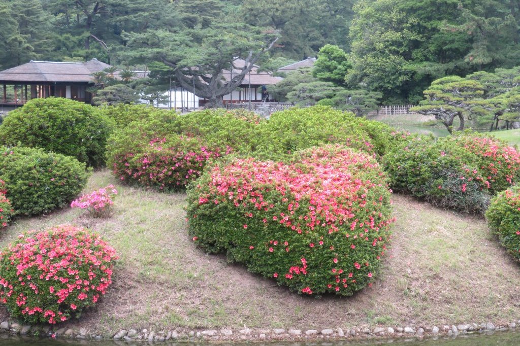 ハナショウブと見ごろの花々（2025.5.29）