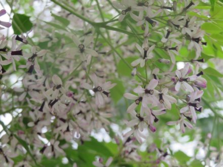 ハナショウブと見ごろの花々（2025.5.29）