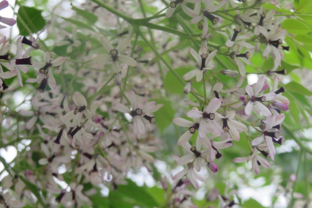 ハナショウブと見ごろの花々（2025.5.29）