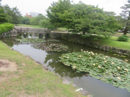ハナショウブと見ごろの花々（2025.5.29）