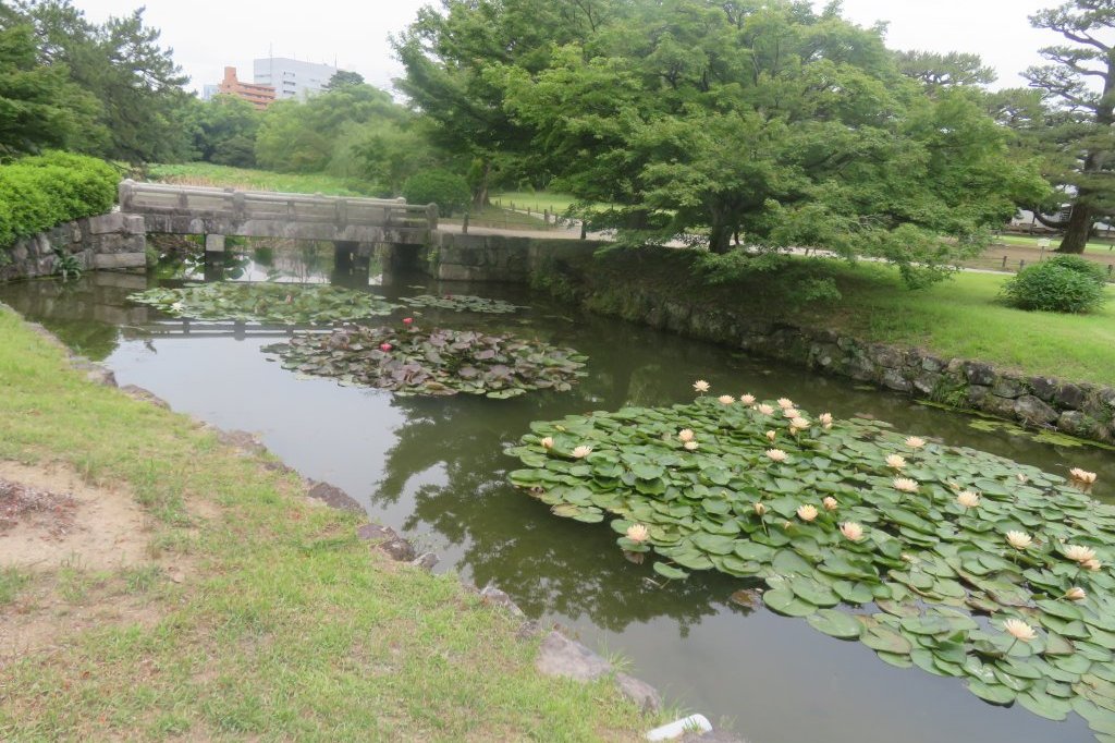 ハナショウブと見ごろの花々（2025.5.29）