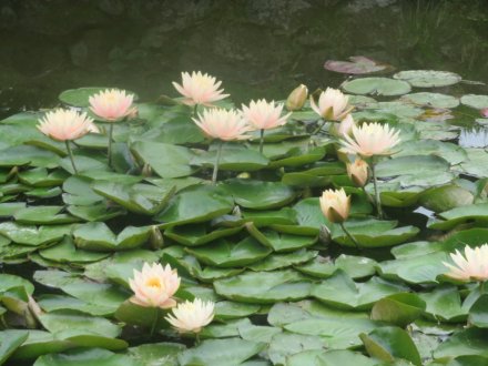 ハナショウブと見ごろの花々（2025.5.29）