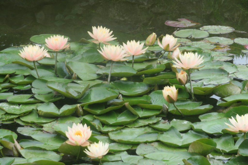 ハナショウブと見ごろの花々（2025.5.29）